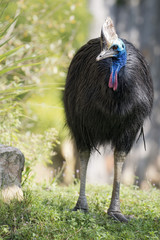 cassowary portrait © Andrea Izzotti