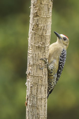Hoffmann Woodpecker-Male