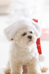 Little dog wearing Santa Claus hat