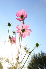 flower against blue sky.