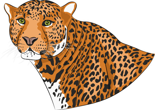 Vector head of a jaguar.