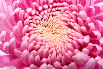 Pink flower petals, macro on flower, beautiful abstract background