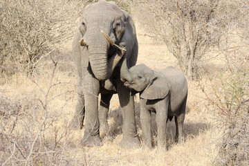 Elefant mit Jungtier Krüger Nationalpark Südafrika Safari
