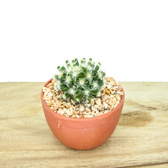 Cactus on wood Isolated in White background