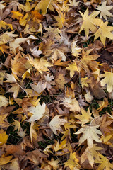 Dead leaves in Autumn