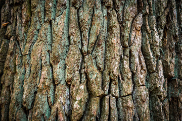 Brown oak bark