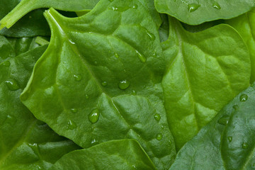 Tetragonia tetragonioides