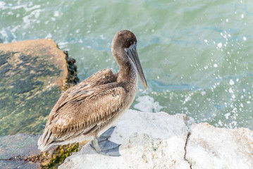 Pelicans at Galveston Island, TX