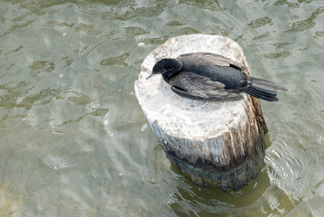 black and white sea birds at Galveston Island, TX
