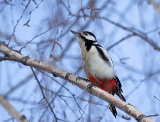 Obraz premium Great Spotted Woodpecker