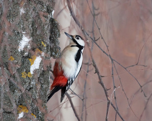 Great Spotted Woodpecker
