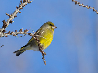 Greenfinch on the branch