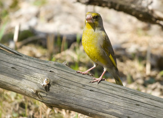 Greenfinch 