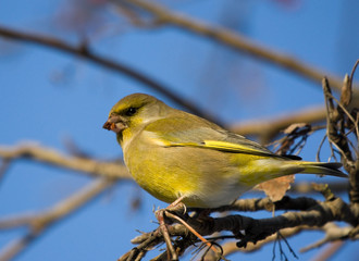 Greenfinch on the branch