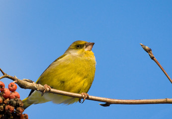Greenfinch on the branch of mountain ash
