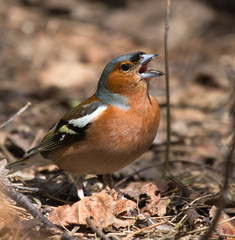 Common chaffinch singing on the ground 