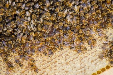 Bees take care of the larvae - their new generation