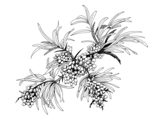 Buckthorn berries illustration