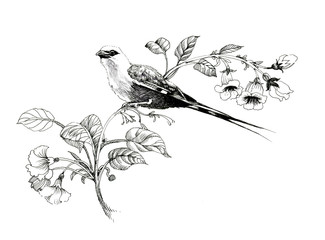Wild exotic bird on twig