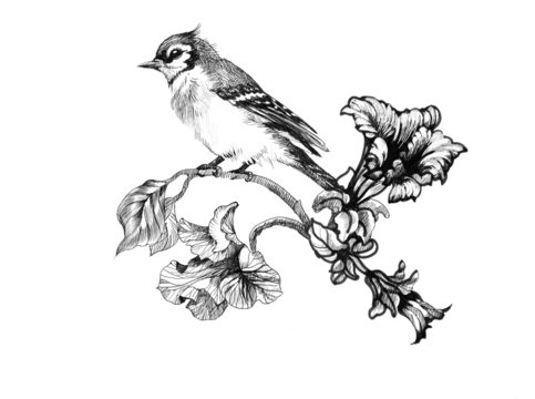 Wild exotic bird on twig