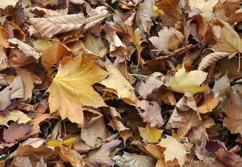 Dried leaves background