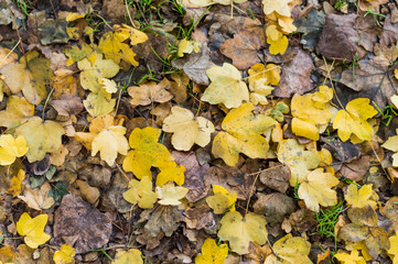 Carpet of autumn leaves