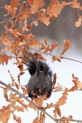 Squirrel in winter while snowing, Sciurus vulgaris