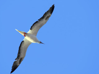 sea bird in flight