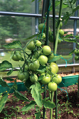 Stems with green tomatoes in a greenhouse