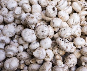 mushroom