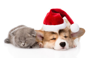 Fototapeta na wymiar sleeping kitten and Pembroke Welsh Corgi puppy with santa hat. i