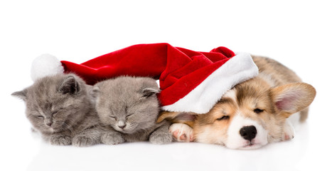 sleeping Pembroke Welsh Corgi puppy dog with santa hat and two k
