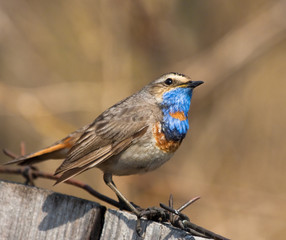 Bluethroat sits on the fence 