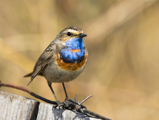 Bluethroat sits on the fence 