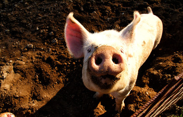 Pig on the farm