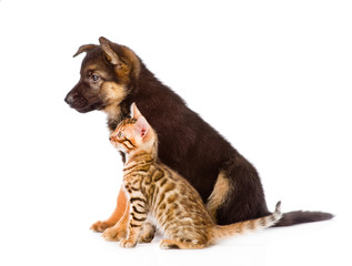 german shepherd puppy and bengal kitten with red hat. isolated o