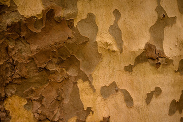 The texture of the bark of sycamore.tinted