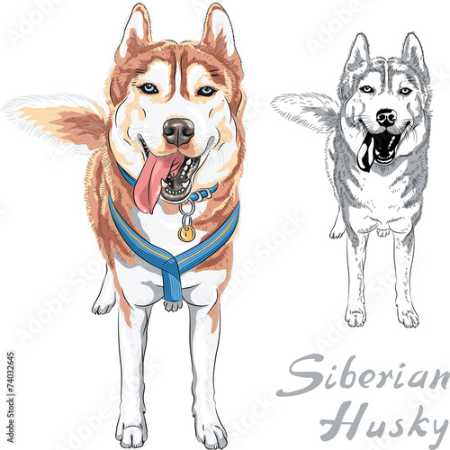 Download "vector dog Siberian Husky breed" Stock image and royalty ...