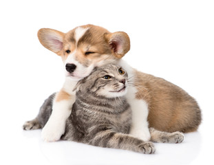Pembroke Welsh Corgi puppy hugging cat. isolated on white backgr