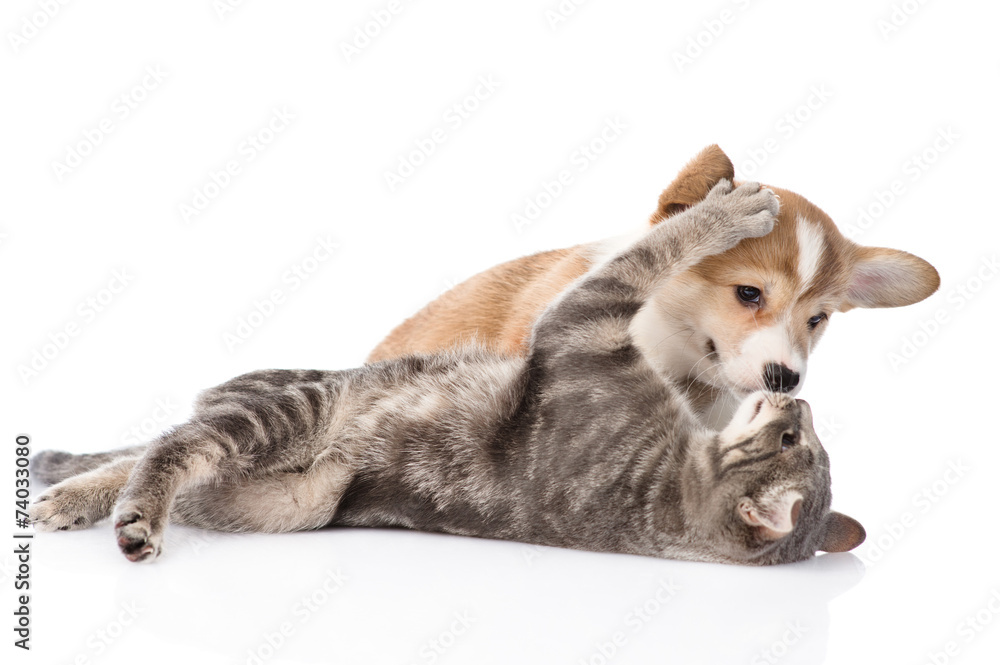 Poster cat playing with a dog. isolated on white background