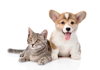 Pembroke Welsh Corgi puppy lying with cat together and looking a