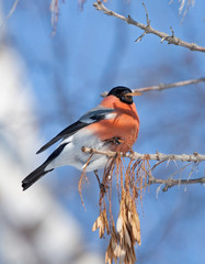 Bullfinch on branch of maple 