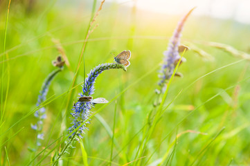 Green grass in the meadow and butterflies