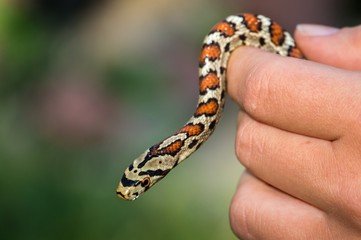 Fototapeta premium Snake in hand