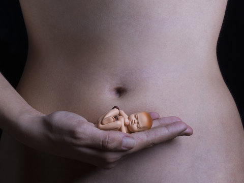 Plastic model embryon in one hand
