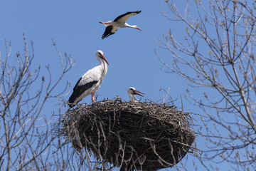 Family of storks in their nest