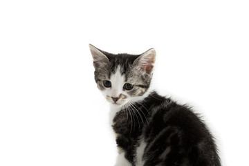 Small gray kitten on white background