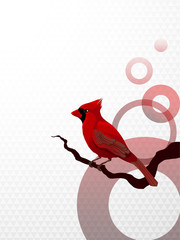 Cardinal bird
