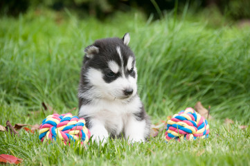Siberian Husky Welpen