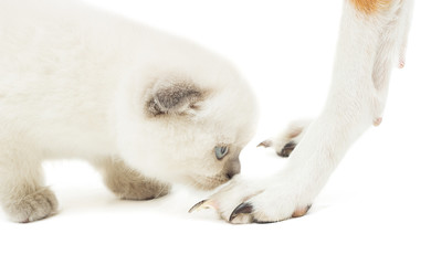 kitten meets a dog on a white background isolated